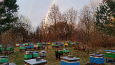 Wiosna 2018 w Pasiece Wędrownej